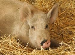 animal facts pigs