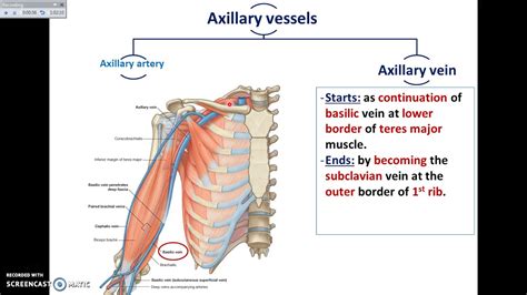 Axilla Anatomy - Anatomical Charts & Posters