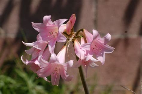 Амариллис белладонна, или Амариллис красавица (Amaryllis belladonna ...