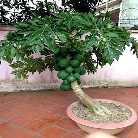 20 papaya Tree Seeds Dwarf Solo Waimanalo Fast-growing - Etsy