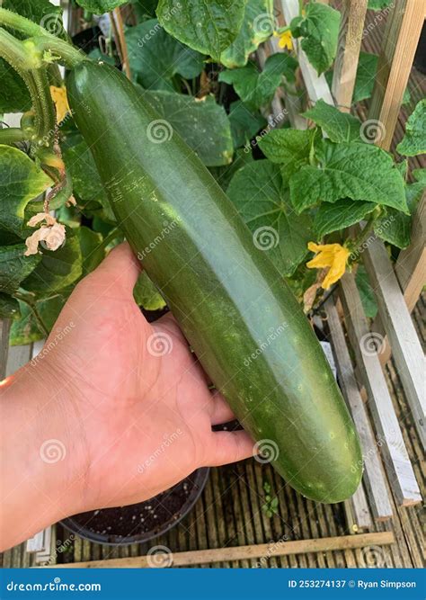 Huge cucumber stock image. Image of pick, garden, vegetable - 253274137