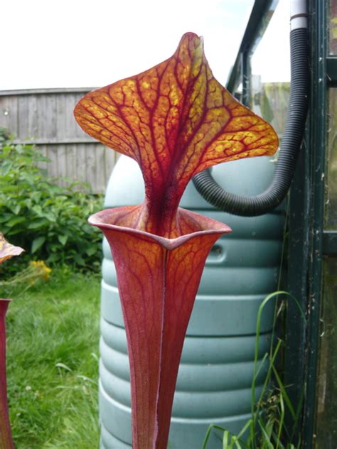 F43 - Members Gallery - Carnivorous Plants UK