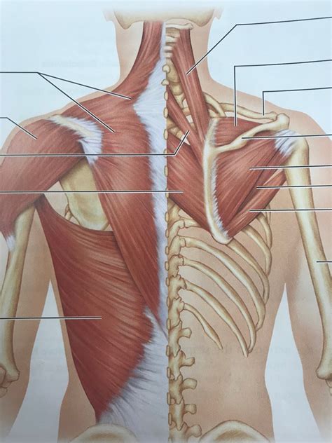 upper back detailed: Done Diagram | Quizlet