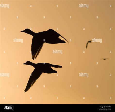 Mallard ducks sunset silhouette flight hi-res stock photography and images - Alamy