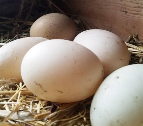 Raising Ducks for Eggs | Almanac.com