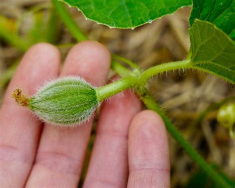 how to pick the perfect watermelon 3