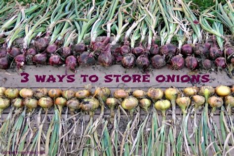 3 Great Ways to Store Onions - Northern Homestead