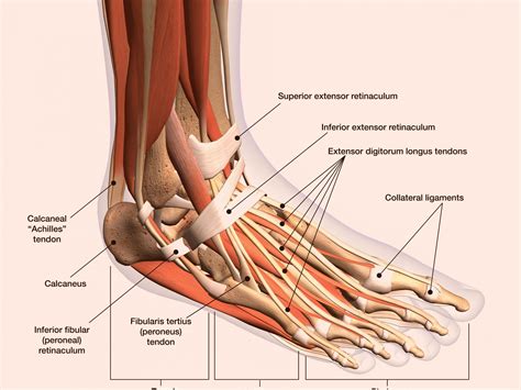 Common foot injuries in runners: symptoms and treatment|Perea