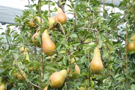 Груша Аббат Феттель: описание сорта, выращивание и размножение