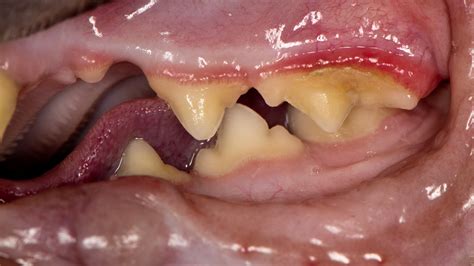 Cat Dental Disease Stages at Leroy Gonzales blog