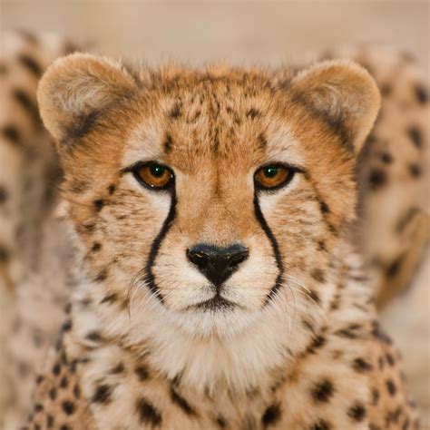 How artificial intelligence is changing wildlife research – Stars Sky ...