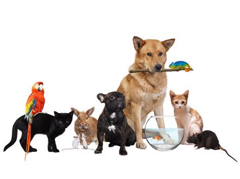 animal jobs     jobs animal behavior college