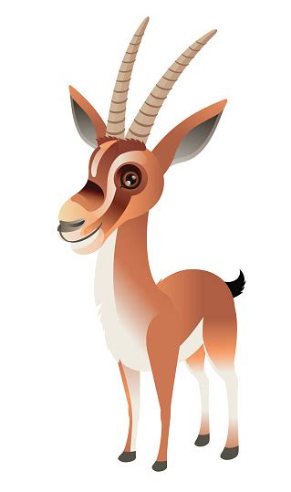 Cuviers Gazelle Gazella Cuvieri Stock Illustration - Download Image Now ...