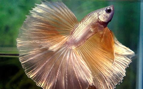 jenis ikan cupang beserta definisi ciri ciri  harganya