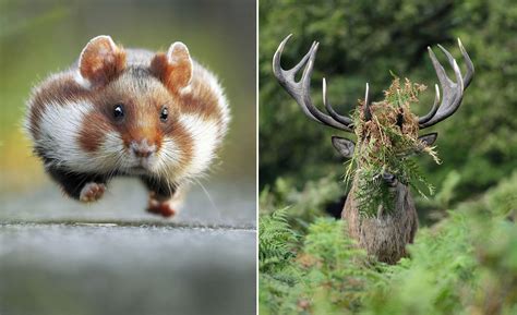 Hilarious winners of the 2015 comedy wildlife photography awards – Artofit