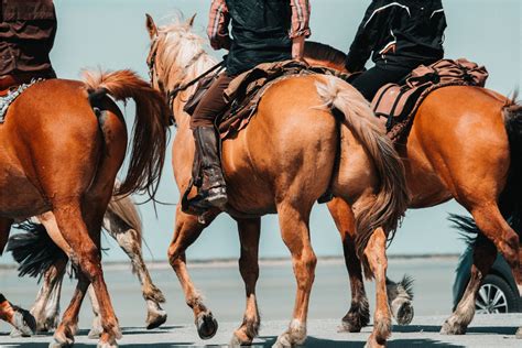 horseback riding   beginners guide   tack shop singapore