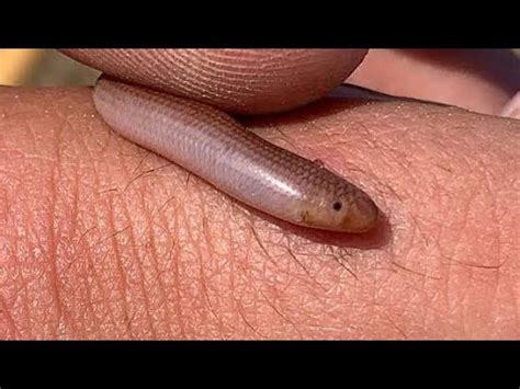 Змея Обыкновенная слепозмейка (Xerotyphlops vermicularis). 25 марта ...