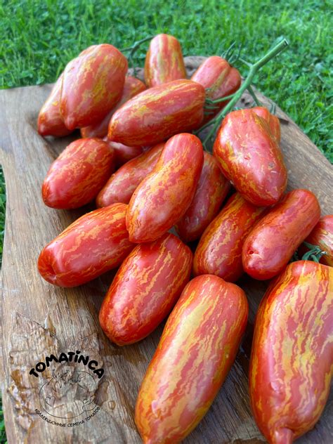 Гном Полосатый перец (Dwarf Pepper like striped) – Tomatinсa.ru