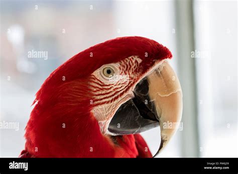 Red parrot with large beak. Close up portrait of a pet Parrot eye, red ...