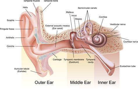 Types of Hearing Loss - San Francisco Hearing Center