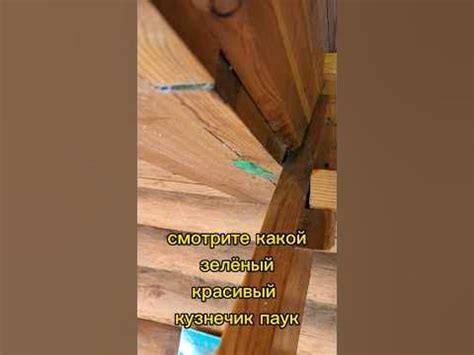 кузнечик паук , зелёный попрыгун забрался на потолок - YouTube