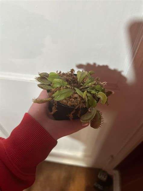 My Venus flytrap came with all its traps closed : r/VenusFlyTraps