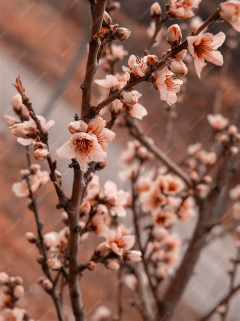 peach tree flowers 9