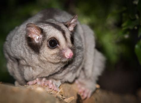 Wildlife Habitat Port Douglas: Where adopting an iconic park ...