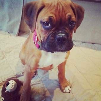 Fruits that a Boxer Dog Can Eat