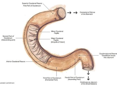 Difference Between Duodenum and Jejunum | Definition, Anatomy, Function