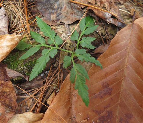 Saratoga woods and waterways