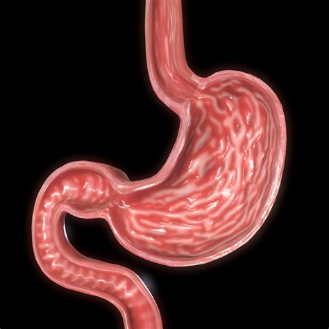 Anatomy Of Stomach Anatomy Book - vrogue.co