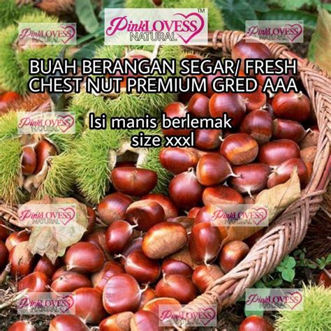 BUAH BERANGAN SEGAR SAIZ BESAR GRED PREMIUM AAA.BIG SIZE FRESH CHESTNUT ...