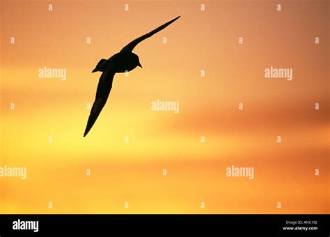 Cape Petrel silhouetted against sunset Antarctica Stock Photo - Alamy