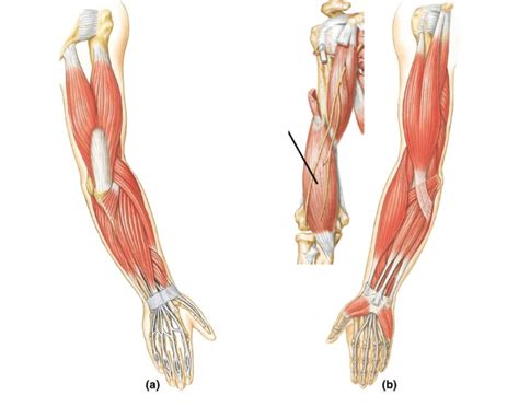 Triceps and Biceps Quiz