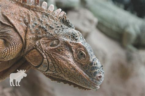 When Is Iguana Breeding Season? — Forest Wildlife