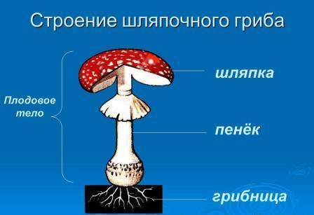Из чего состоит гриб, его строение?