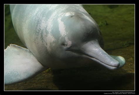 amazon river dolphin amazonasdelfin  georg sander flickr