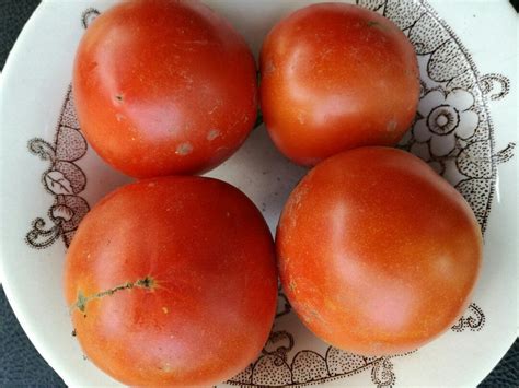 cele patru anotimpuri rosii