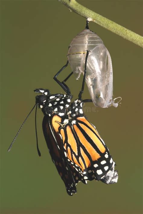 38,227 Monarch Butterfly Stock Photos - Free & Royalty-Free Stock ...