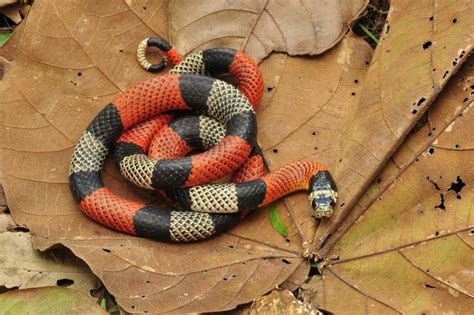 Google Qual É A Cobra Mais Venenosa Do Mundo - As 12 cobras mais venenosas do mundo