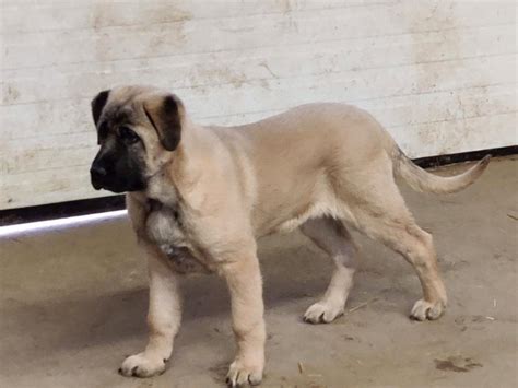 Purebred Kangal Puppies for sale | Dogs & Puppies for Rehoming | Sarnia ...