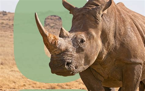 Why are Rhinos Endangered? - Environment Co