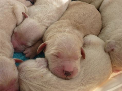 Litter Of Baby Puppies Newborns - Free photo on Pixabay - Pixabay