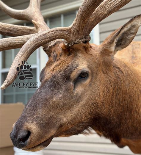 More pics of this massive... - Ashley Eve Wildlife Taxidermy | Facebook