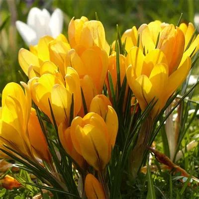 1 pcs Bulb Multi-Color varieties Saffron bulbs – GreenSeedGarden