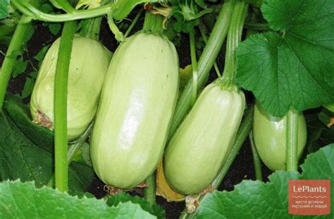 Кабачок 'Грибовский 37' — описание сорта, характеристики | на LePlants.ru
