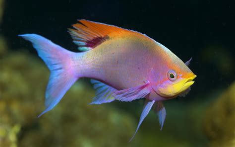 POISSON