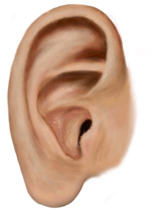 ear png  png