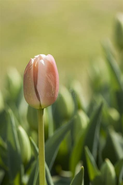 Purple tulip stock image. Image of close, color, garden - 82683627